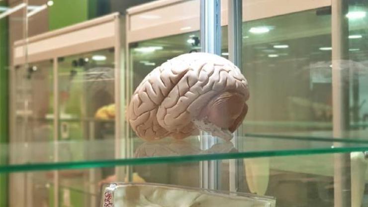 Beyin implantları hafızayı yüzde 20 arttırıyor
