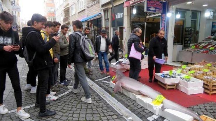 Camgöz cinsi köpek balığına yoğun ilgi