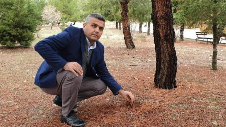 Doğada zehirli mantarlara dikkat