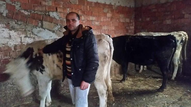 Krediyle aldığı inekleri çalındı