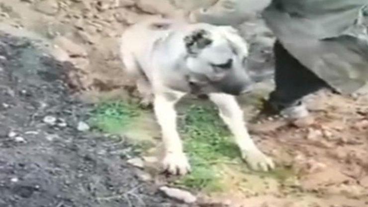 Zehirlendiği öne sürülen köpeğin görüntüleri, tepki çekti