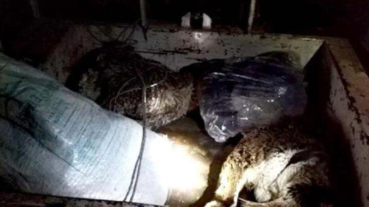 Pes dedirten görüntü Baba ve oğluna ceza kesildi