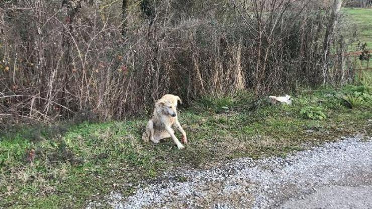 Jandarma yaralanan köpeğin tedavisini sağladı