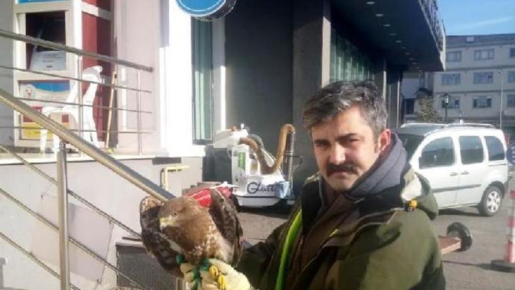 Yaralı şahin tedavi altına alındı