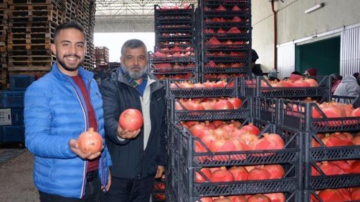 Korkutelide nar ihracatı başladı