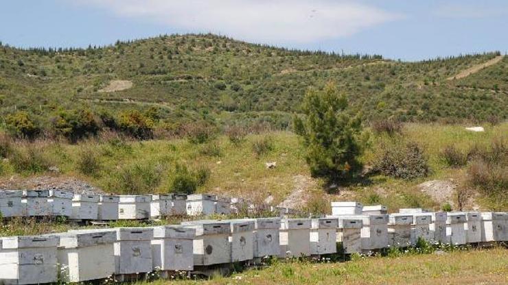 İzmirin 16ncı bal ormanı, Urlada kurulacak
