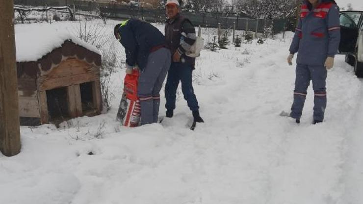 Belediye sokak hayvanları için yiyecek bıraktı