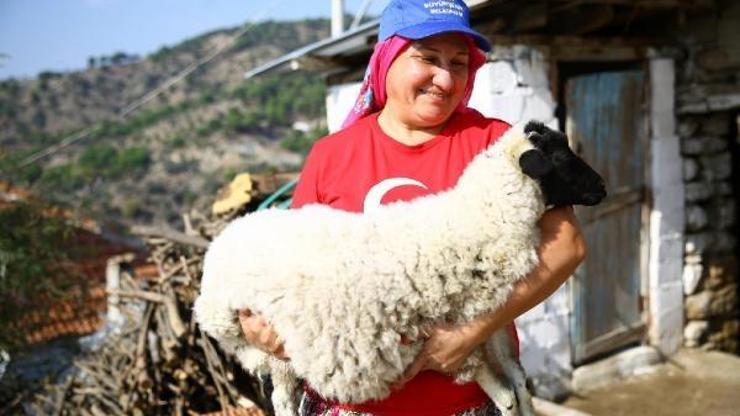 Sakız koyunları üreticiyi memnun etti