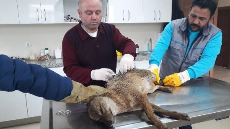 Yaralı çakal tedavi altına alındı