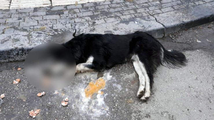 Ankarada 20 sokak hayvanını kasap zehirlemiş