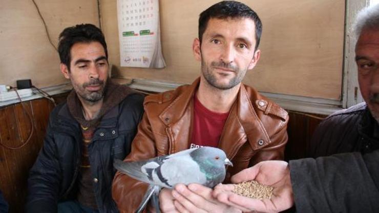 Suya düşen güvercini kurtardı
