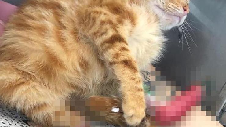 Ayakları yanan yavru kediye tedavi