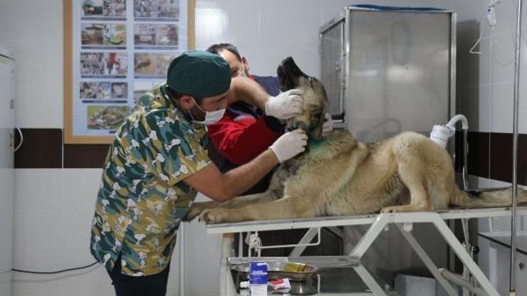 Tasması boynunu kesen köpek tedavi edildi