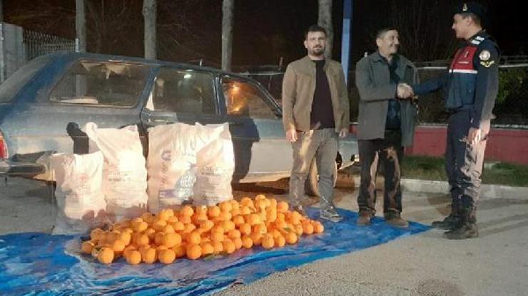 Portakal hırsızları jandarmaya takıldı