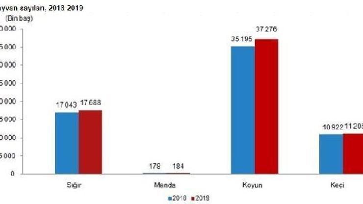 TÜİK-Büyükbaş hayvan sayısı yüzde 3.8, küçükbaş yüzde 5.1 arttı