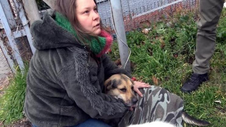 Yaralı köpeğin acısını dindirmek için çırpındı