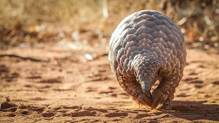 Çin bilim insanları: Koronavirüs pangolinden bulaşmış olabilir