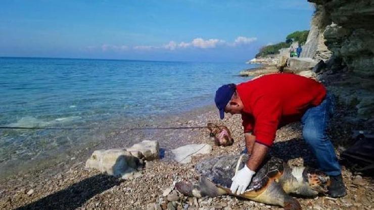 Kuşadasında ölü caretta caretta bulundu