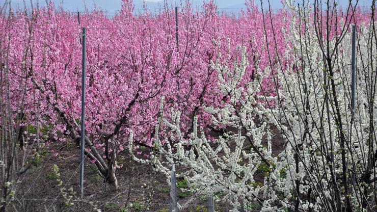 Nevruz anlamı nedir, neden kutlanır 2021 Nevruz ne zaman, hangi gün
