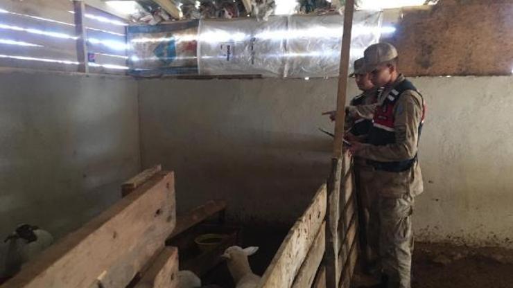Hayvan satışı dolandırıcılığına 3 gözaltı