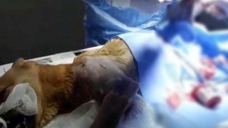 Otomobil çarpmasıyla bacakları kırılan köpeğe tedavi