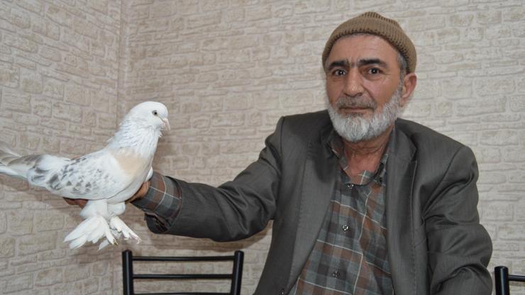 Güvercin için 55 bin dolar teklif ettiler