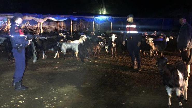 Ahırdan kaçan 145 koyun bulunarak sahibine teslim edildi