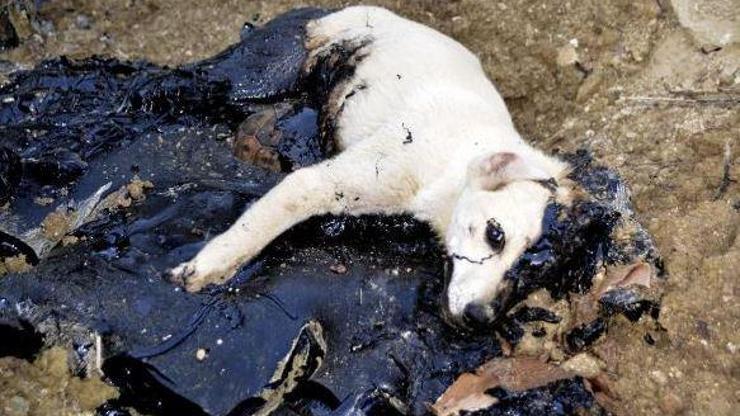 Zifte bulanan köpek ve 5 kaplumbağa kurtarıldı