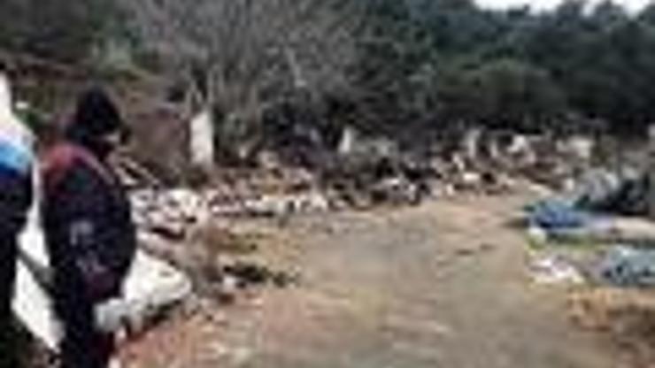 Ahırlar yıkıldı, atlar Büyükadaya götürüldü