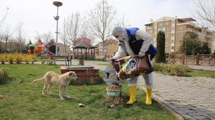 Çankırı Belediyesi, sokak hayvanlarını unutmadı