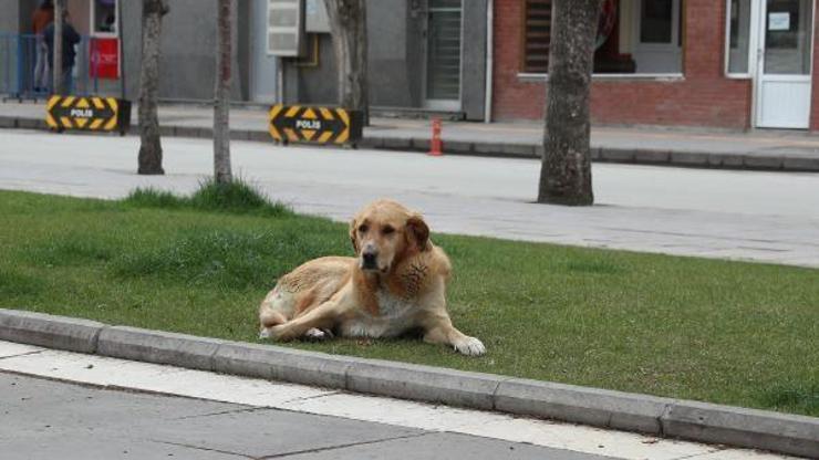 Eskişehir’de sokak hayvanları için mama ve su bırakıldı