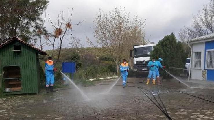 Kuşadasında koronavirüsle mücadelede sokak hayvanları unutulmadı