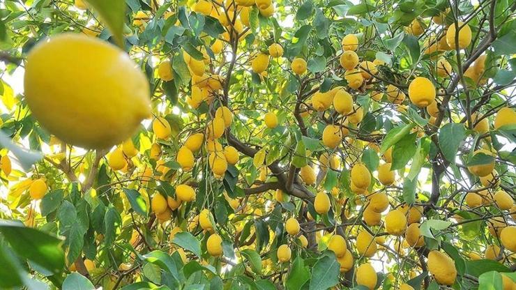 Limon ihracatı ön izne bağlandı