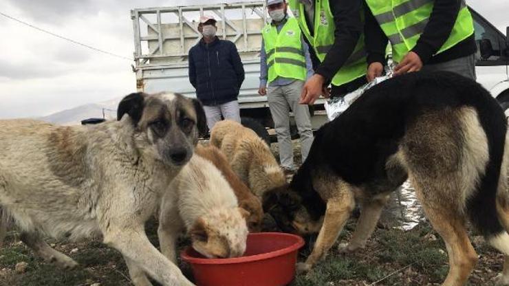 Valilik, sokak hayvanları için ekip kurdu
