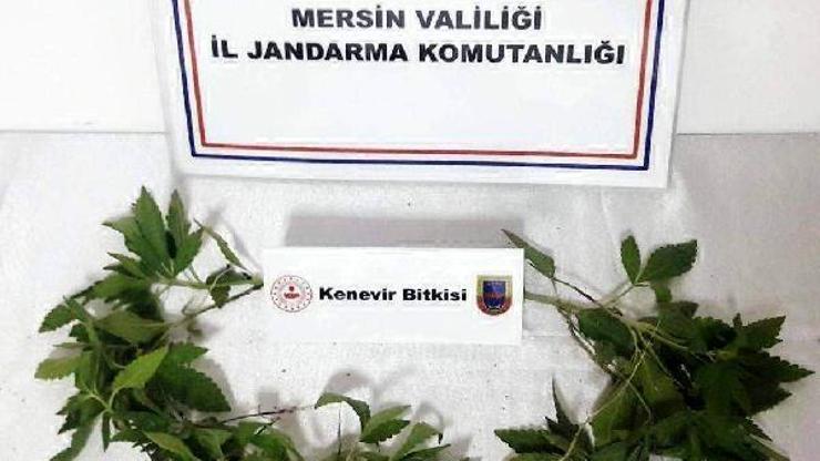 Bahçede kenevir ekibine gözaltı