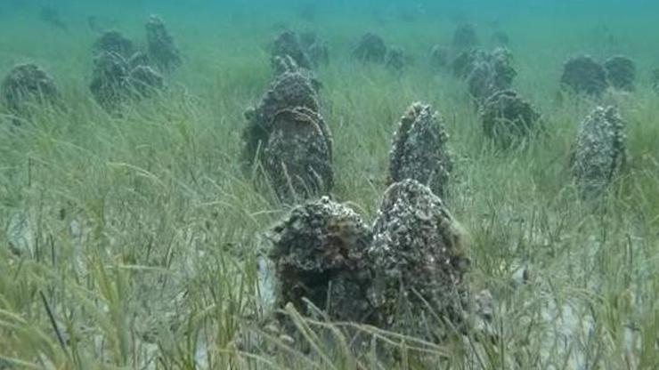 Çanakkale Boğazında Pina mezarlığı görüntülendi