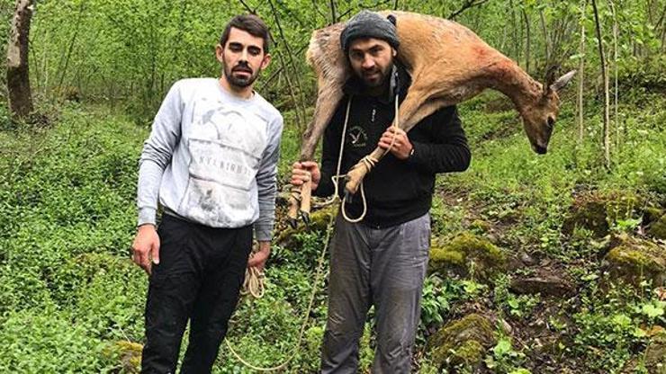 Yaralı karacayı omzunda taşıdı