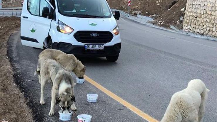 Osmangazi Belediyesi sokak hayvanlarını unutmadı
