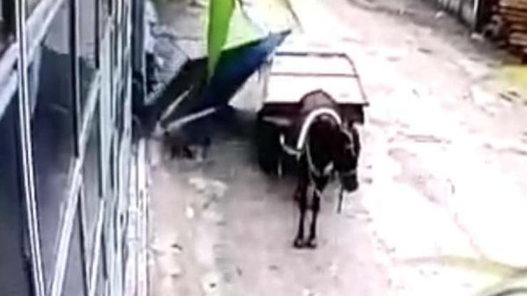 At arabası ile hırsızlık kameraya takıldı