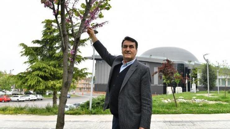 Bursa’da ‘erguvan’ mevsimi başlıyor