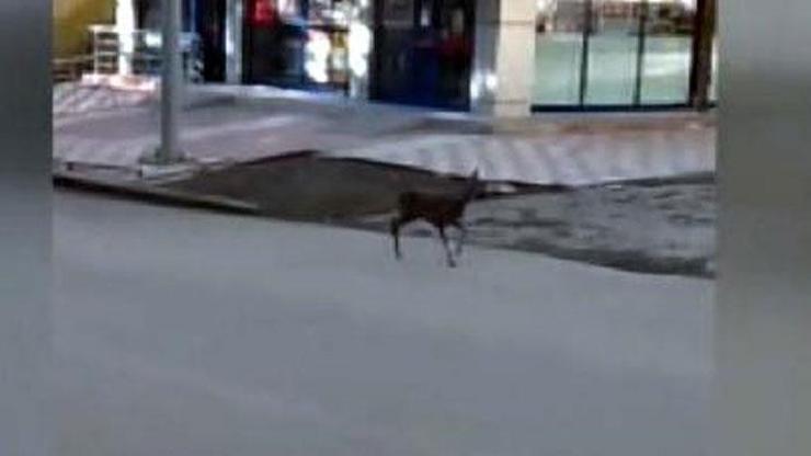 İlçe merkezinde yavru karaca görüntülendi