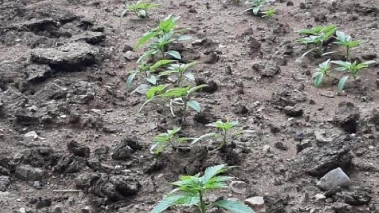 Malatyada 3 bin kök kenevir ele geçirildi