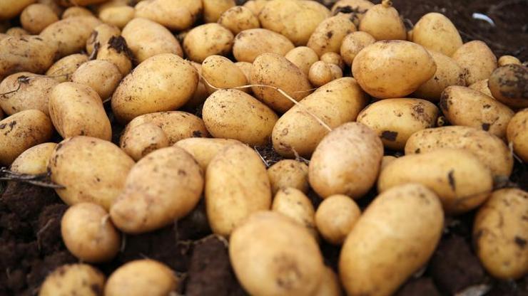 Patates ithalatına gözetim uygulaması