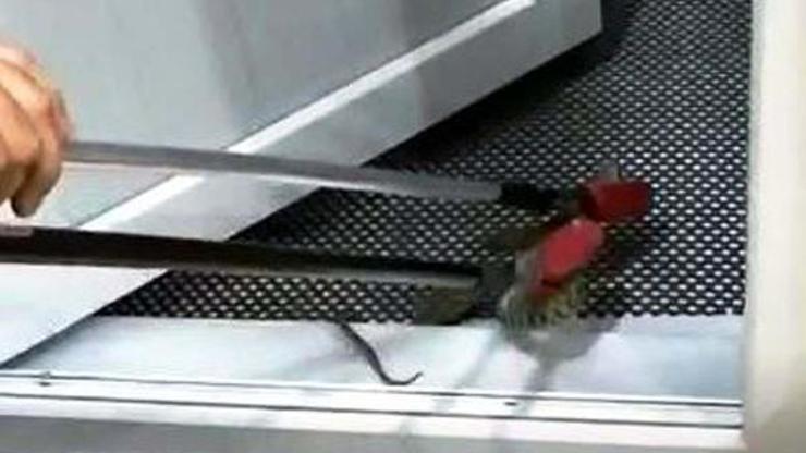 Eve giren yılanı itfaiye erleri çıkarttı