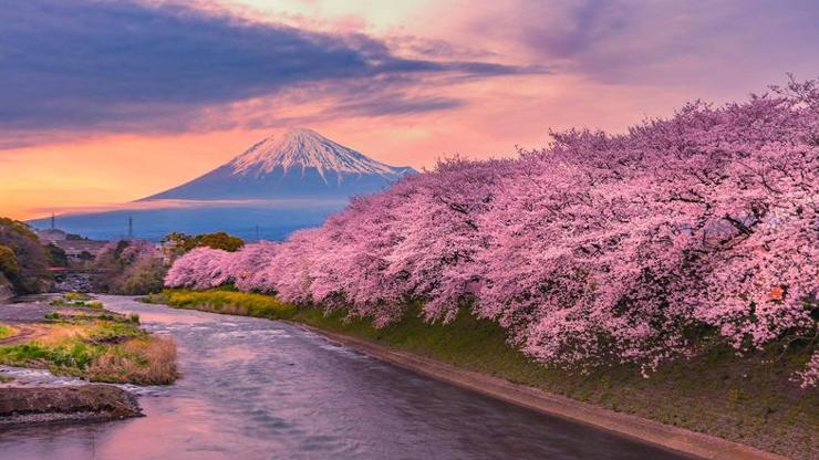 Başakşehir Şehir Hastanesine adı verilen sakura nedir, sakura ne demek
