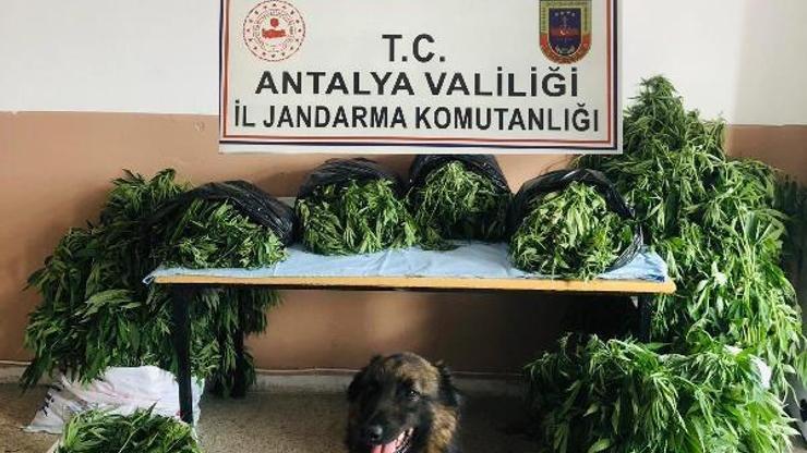 Gazipaşada jandarmadan uyuşturucu operasyonu