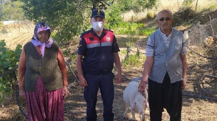 Kaybolan koyunları jandarma buldu