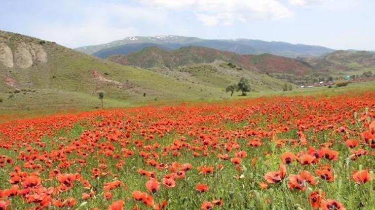 Oltuda gelincikler ovayı kırmızıya boyadı
