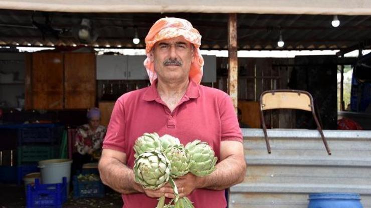 Sezonun son hasadında 100 milyon baş enginar kesildi