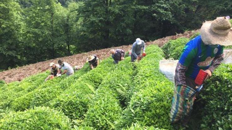 Koronavirüse yakalanan üreticinin çayını komşuları topladı